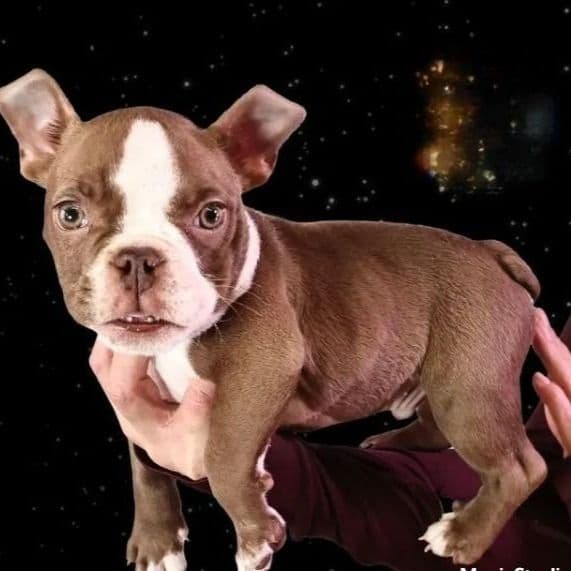 Chocolate Boy - American Bully Male