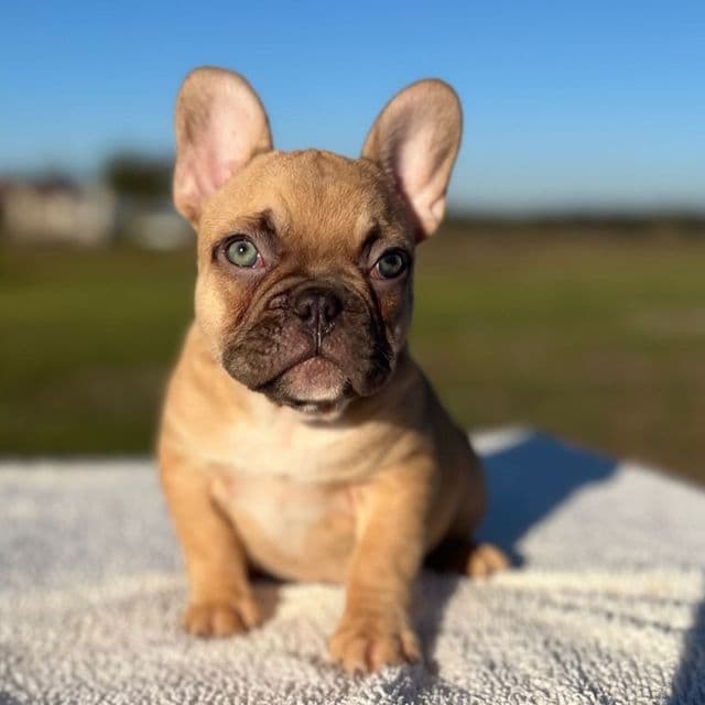 Pooh - French Bulldog Male