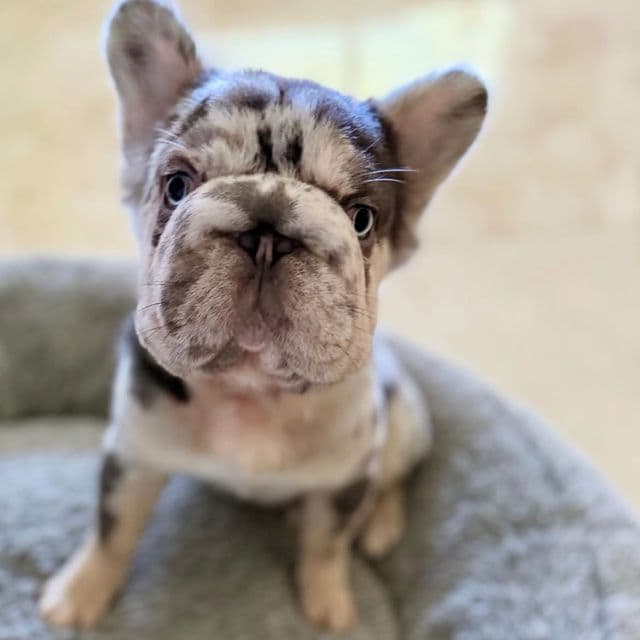 Sophie Fluffy Big Rope - French Bulldog Female