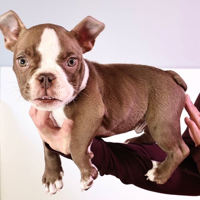 Chocolate Boy - American Bully Male