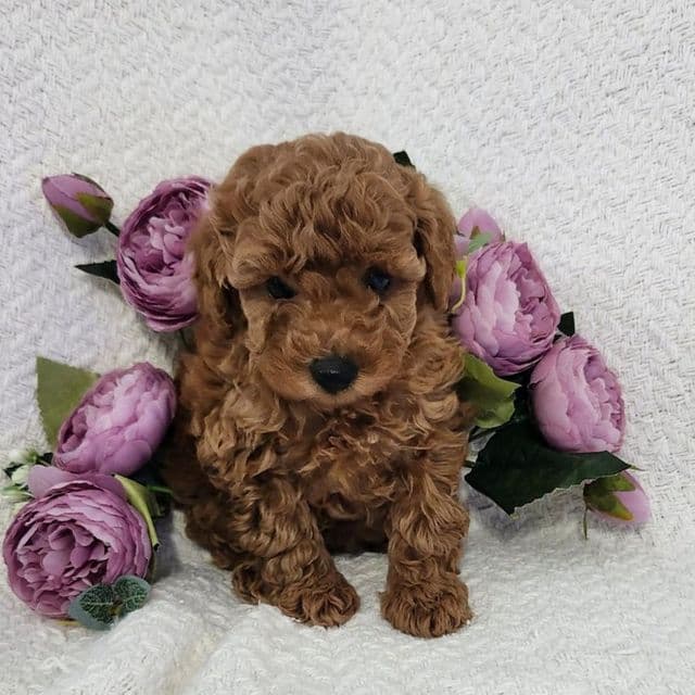Dory - Toy Poodle Female
