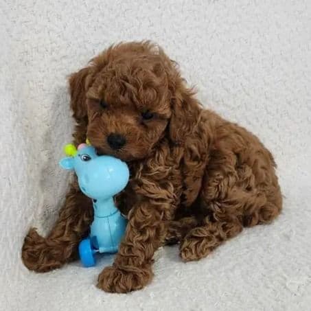Nemo - Toy Poodle Male