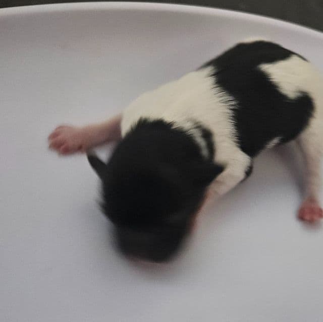 Pippin - Papillon Female