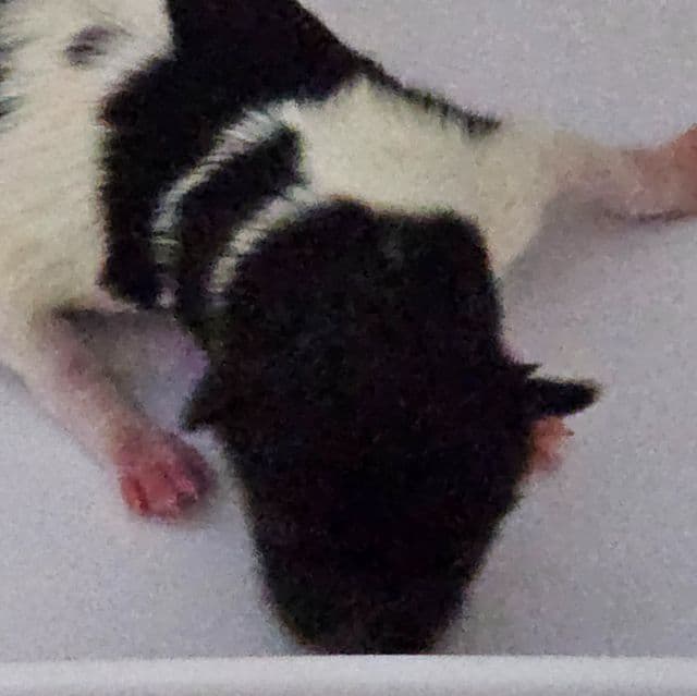 Phoebe - Papillon Female