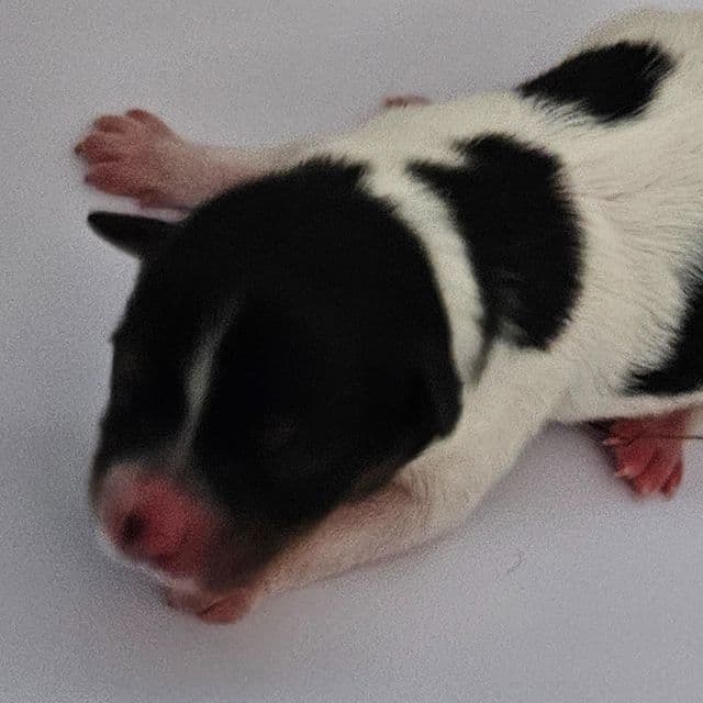 Pipsqeak - Papillon Male