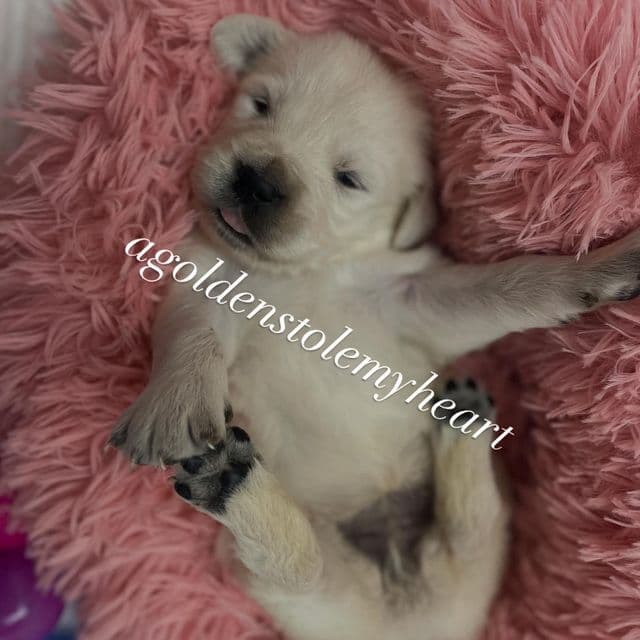 Pink - Golden Retriever Female