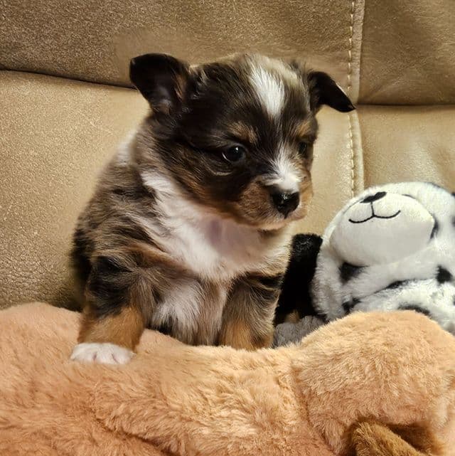 Dexter - Aussiepom Male