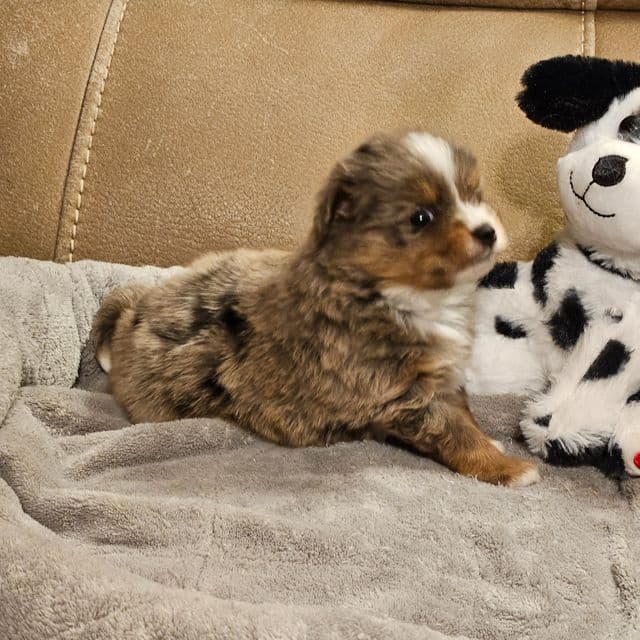 Buddy - Aussiepom Male