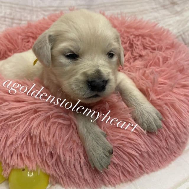 Yellow - Golden Retriever Female