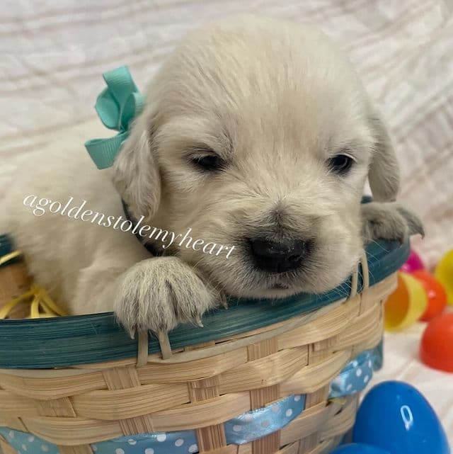 Aqua - Golden Retriever Female