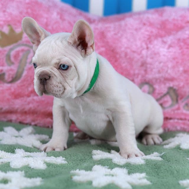 Parker - French Bulldog Male