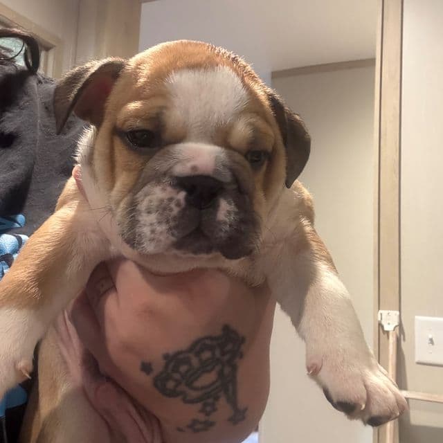 Brown/black - English Bulldog Male
