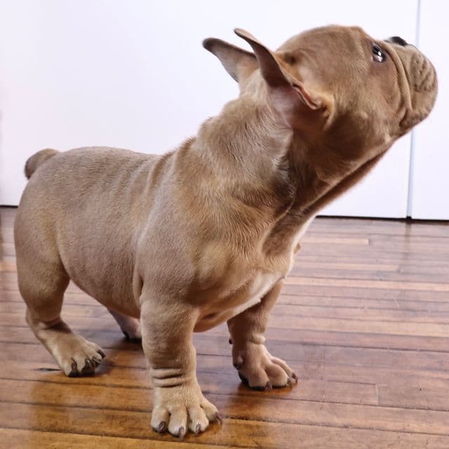 Fawn Boy - American Bully Male