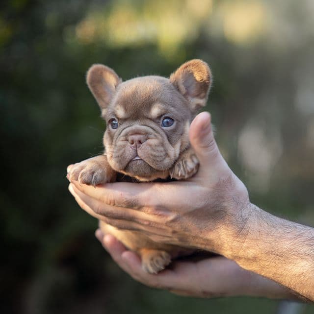 Caramel - French Bulldog Female