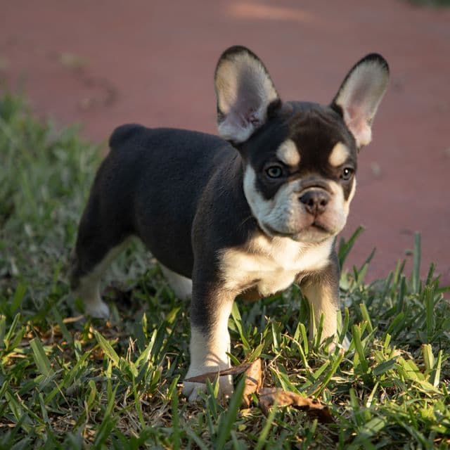 Twin - French Bulldog Male
