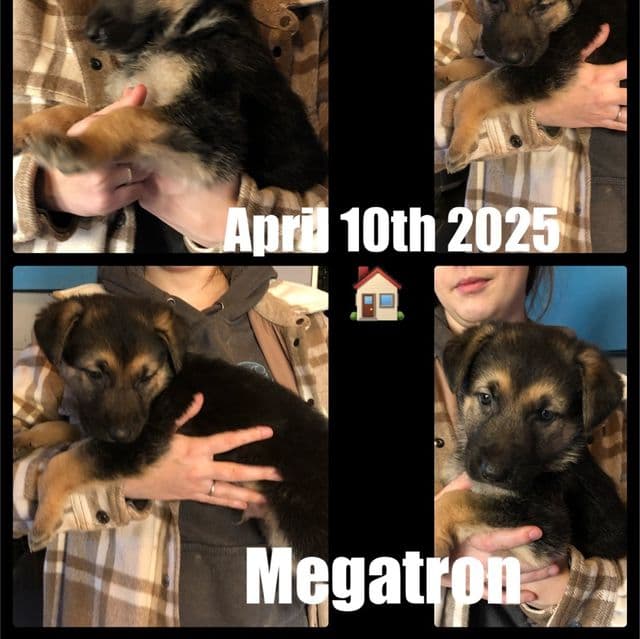 Stinker - German Shepherd Dog Male