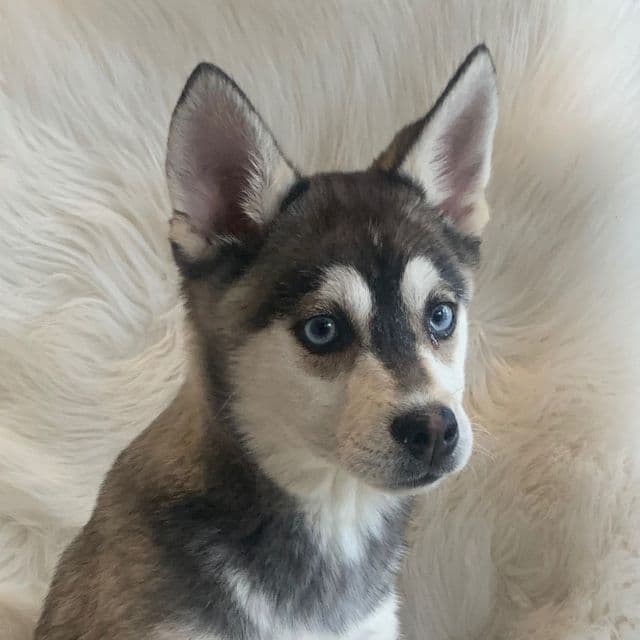 Blue-Eyed Atlas~! - Miniature Husky Male