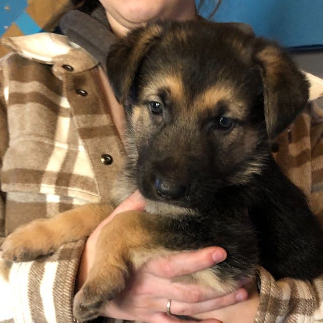 Megatron - German Shepherd Dog Male