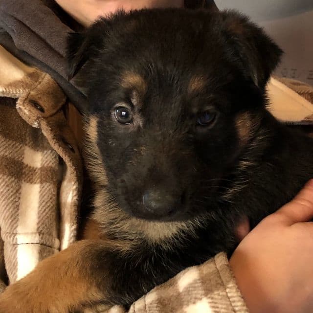 Spider - German Shepherd Dog Male