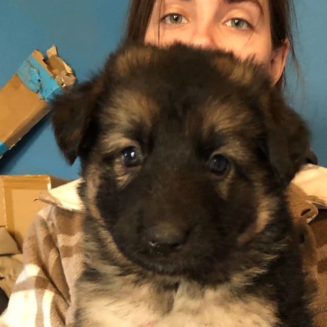 Peanut  - German Shepherd Dog Female
