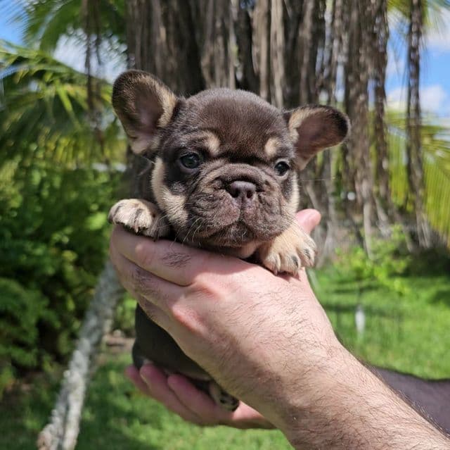 Mia - French Bulldog Female