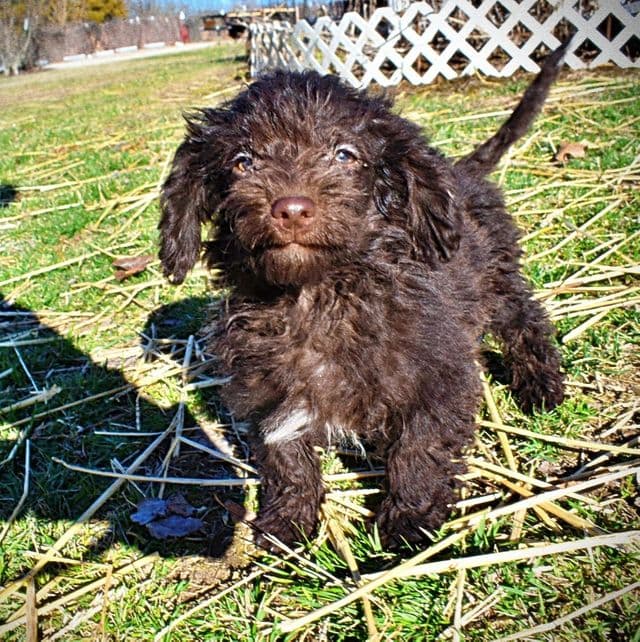 Vinnie - Havapoo Male