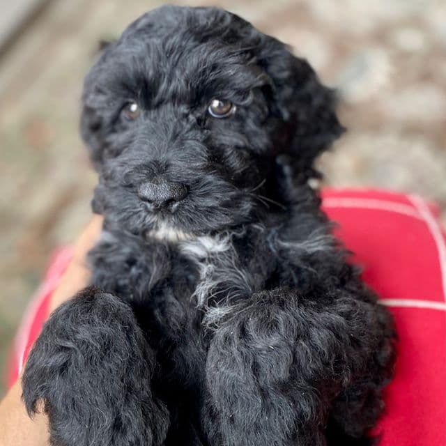 James Bond - Cockapoo Male