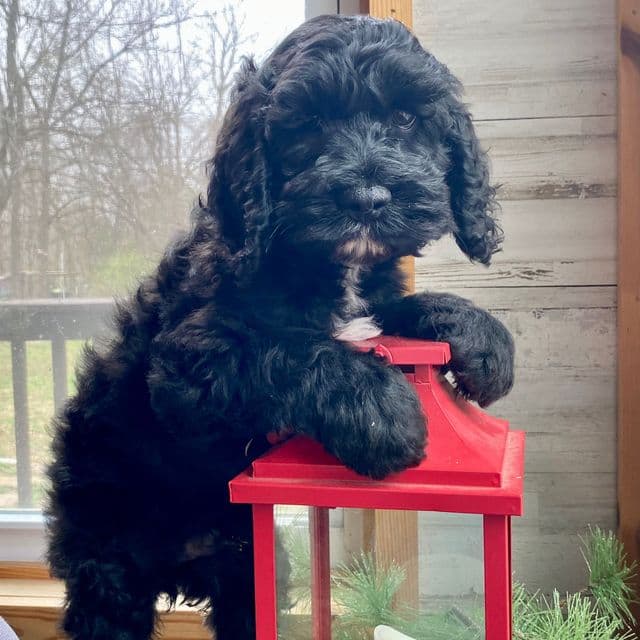 James Bond - Cockapoo Male