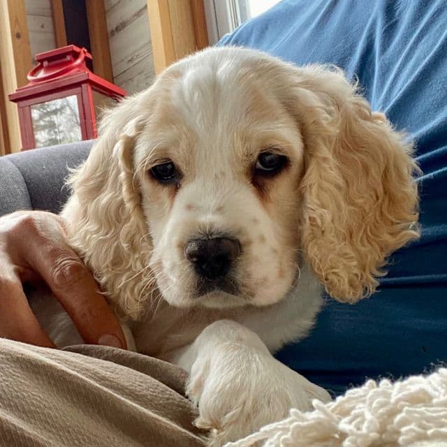 Mr. Snuggles - Cockapoo Male