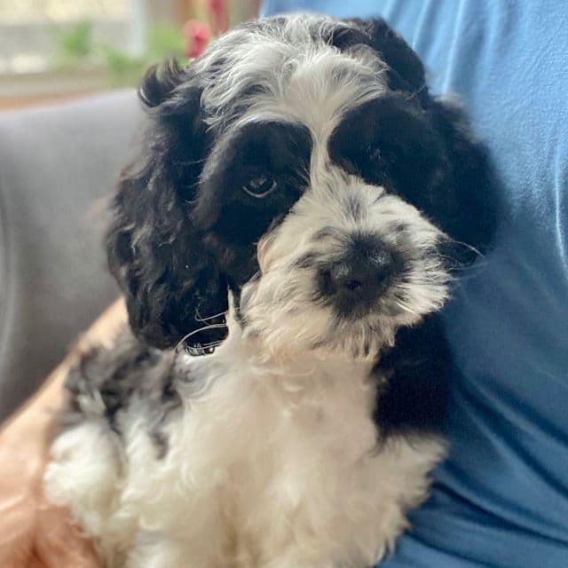 Lil Bandit - Cockapoo Male