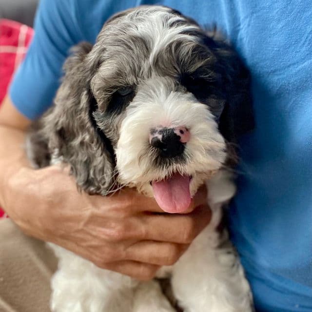 Mr. Toby - Cockapoo Male