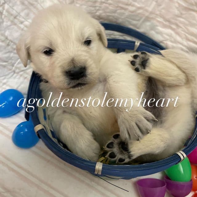 Blue - Golden Retriever Male