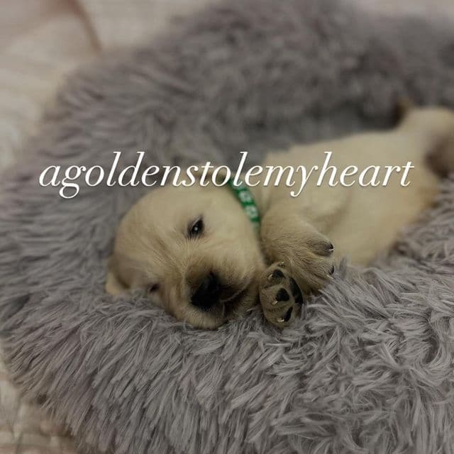 Green - Golden Retriever Male