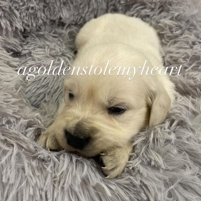 Grey - Golden Retriever Male