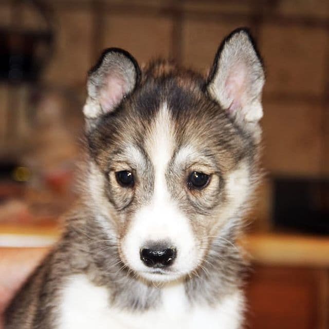 Clara - Siberian Husky Female