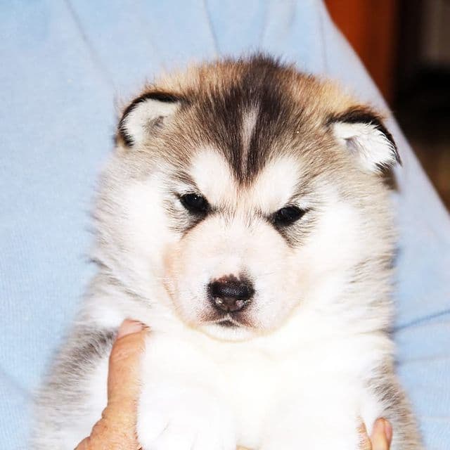 Chris - Siberian Husky Male