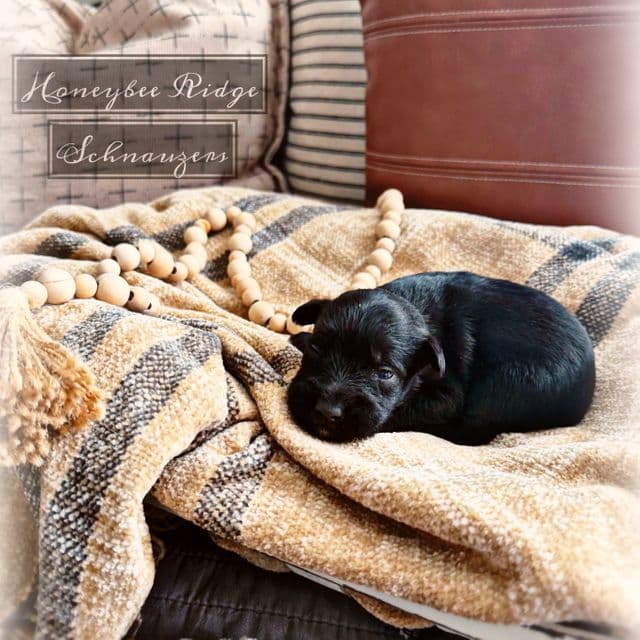 Akc Black  - Miniature Schnauzer Female