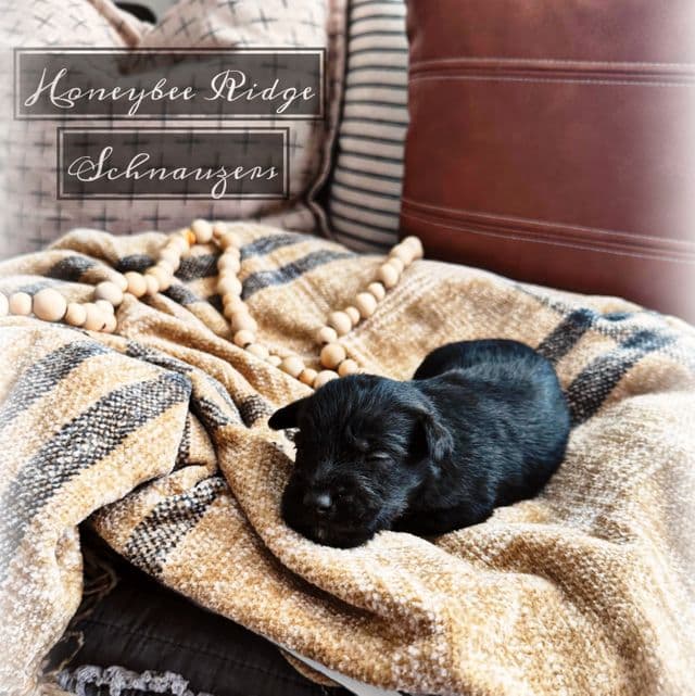 Akc Black  - Miniature Schnauzer Male