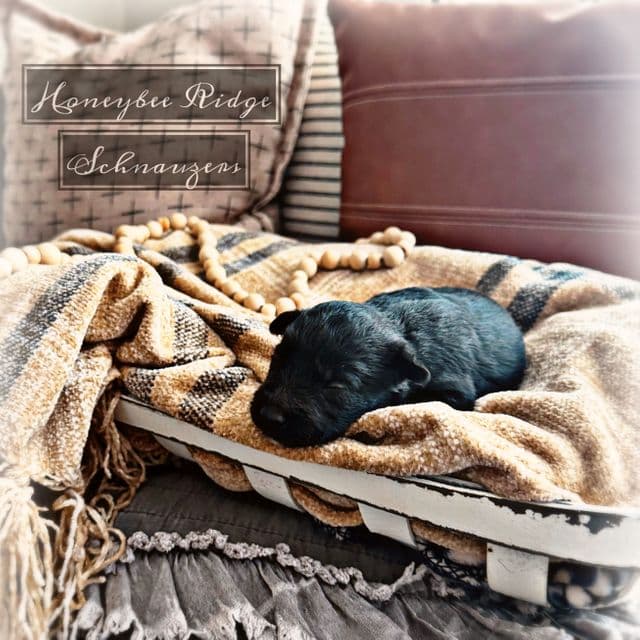 Akc Black - Miniature Schnauzer Male