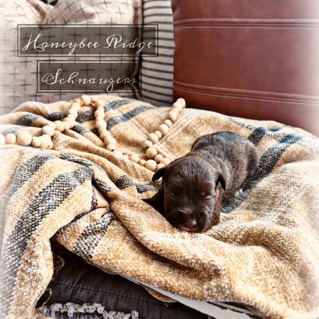 Akc Liver  - Miniature Schnauzer Female