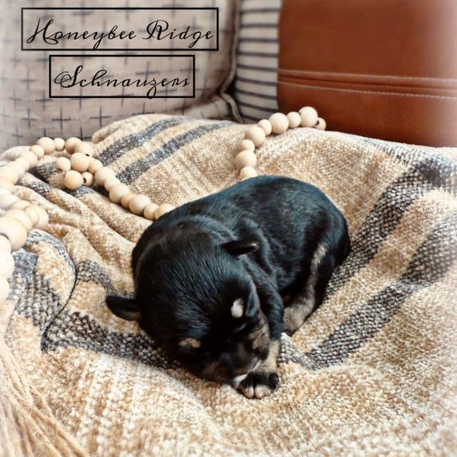 Akc Black and Silver  - Miniature Schnauzer Male
