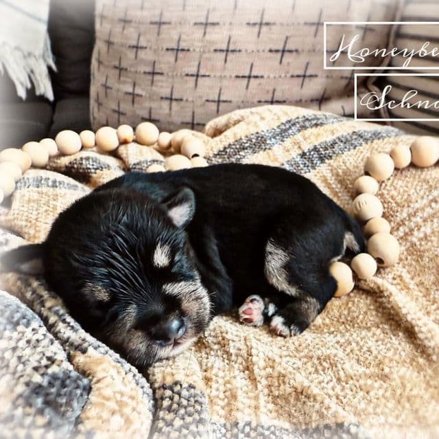 Akc Black and Silver - Miniature Schnauzer Male