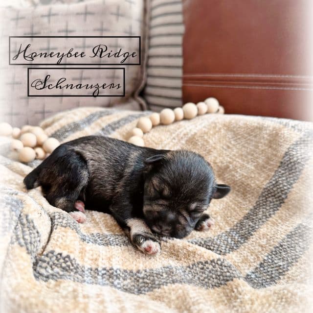 Akc Salt and Pepper - Miniature Schnauzer Male