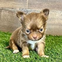 Luke - Chihuahua Male