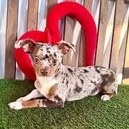 Cruz - Chihuahua Male