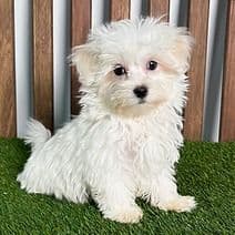 Mikey - Maltese Male