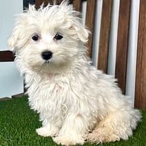 Maurice - Maltese Male