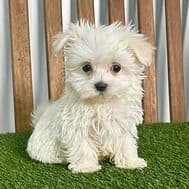 Melton - Maltese Male