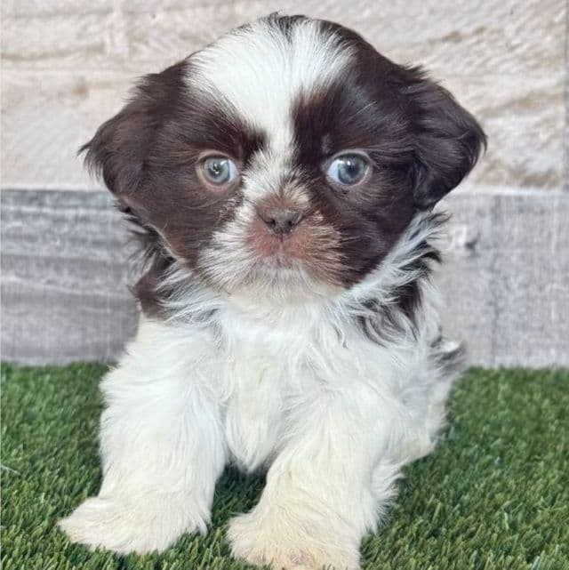 Jace - Shih Tzu Male
