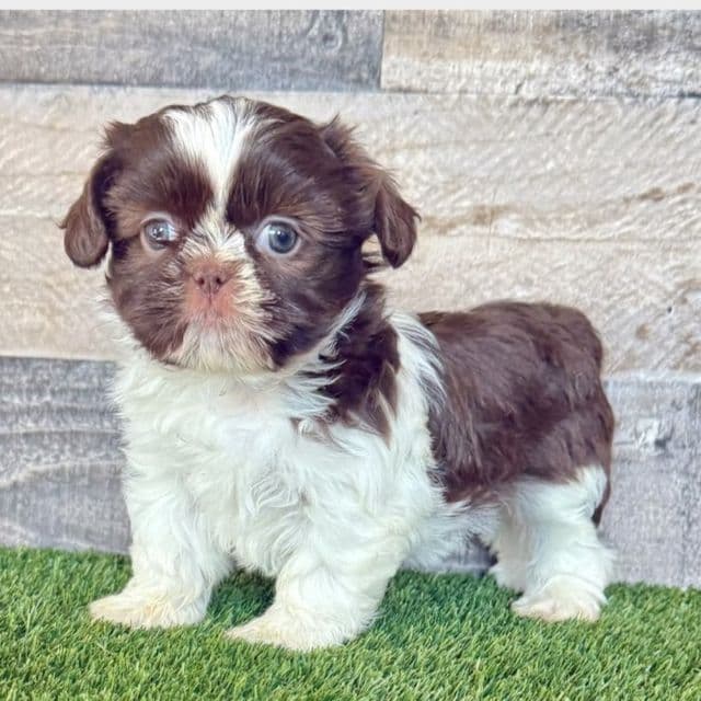 Jacie - Shih Tzu Female